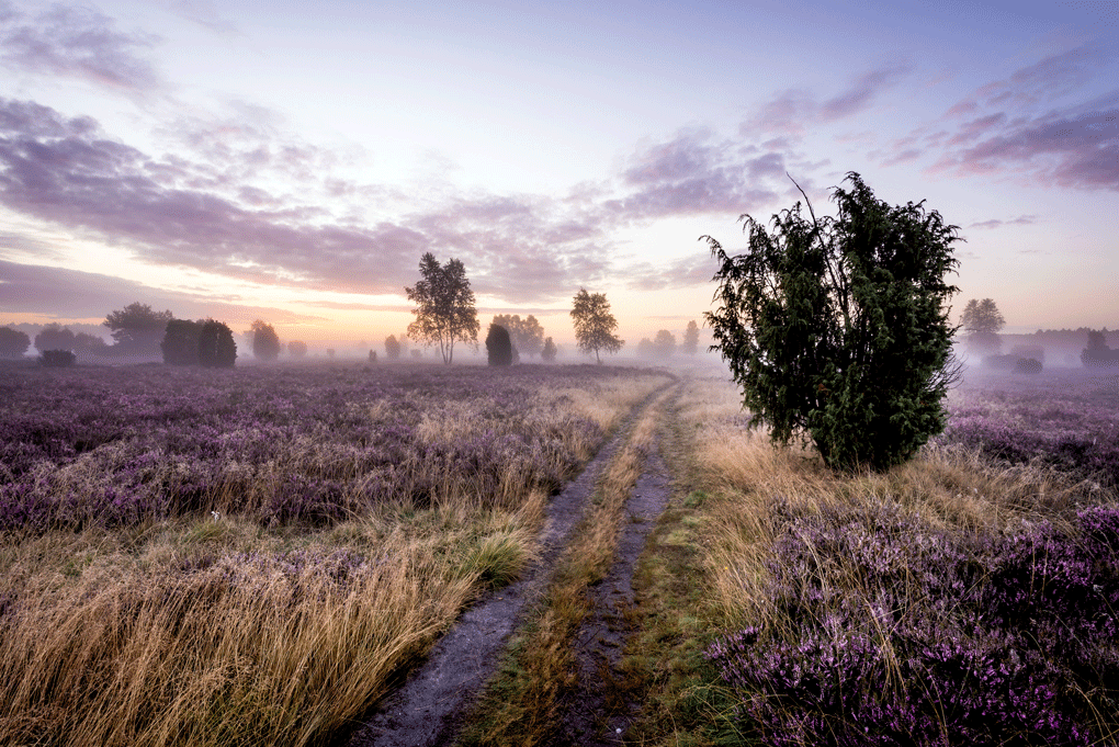 Heidschnuckenweg, Foto: © wacholderwald druck lueneburger heide gmbh