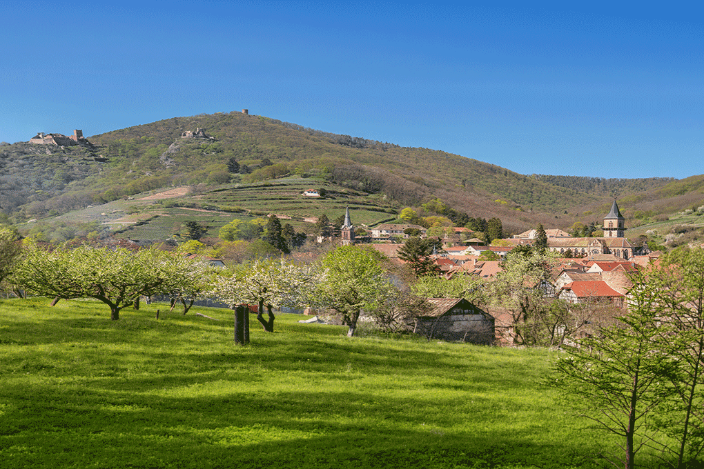 Blick auf Ribeauville. Foto: © AdobeStock, PhotoGranary Blick auf Ribeauville. Foto: © AdobeStock, PhotoGranary